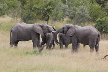 Elephant Family © Leroy