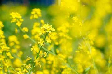 風に揺れる黄色い花が前ボケになった春の菜の花畑