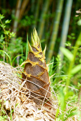 竹林の間からニョキっと顔を出した春の味覚、孟宗竹のたけのこ