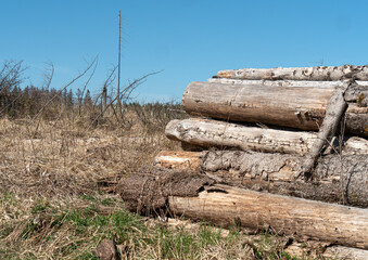 Borkenkäfer Waldsterben