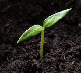 A small sprout of bell pepper sprouts in the ground.