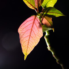 Obraz premium Red leaf on a plant in nature.