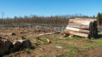 Borkenkäfer Waldsterben