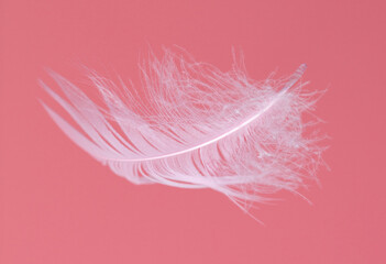 Pink feather isolated on a pink background.