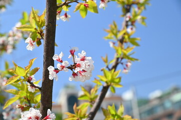 On a sunny day cherry blossoms are blooming beautifully