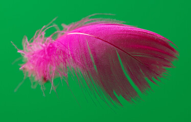 Pink feather isolated on green background.