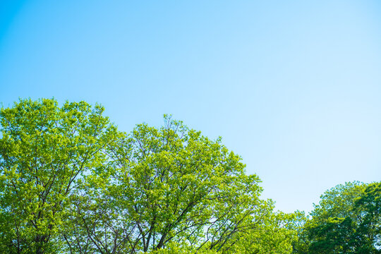 初夏のイメージ　緑と青空