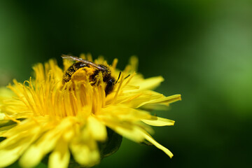 タンポポの蜜をあつめるミツバチ