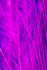 Purple feather on a blue background.