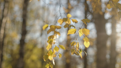 Obraz premium yellow birch leaves on a tree during autumn