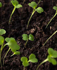 Small green sprouts of seedlings in the ground