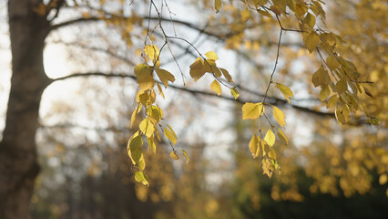yellow birch leaves on a tree during autumn