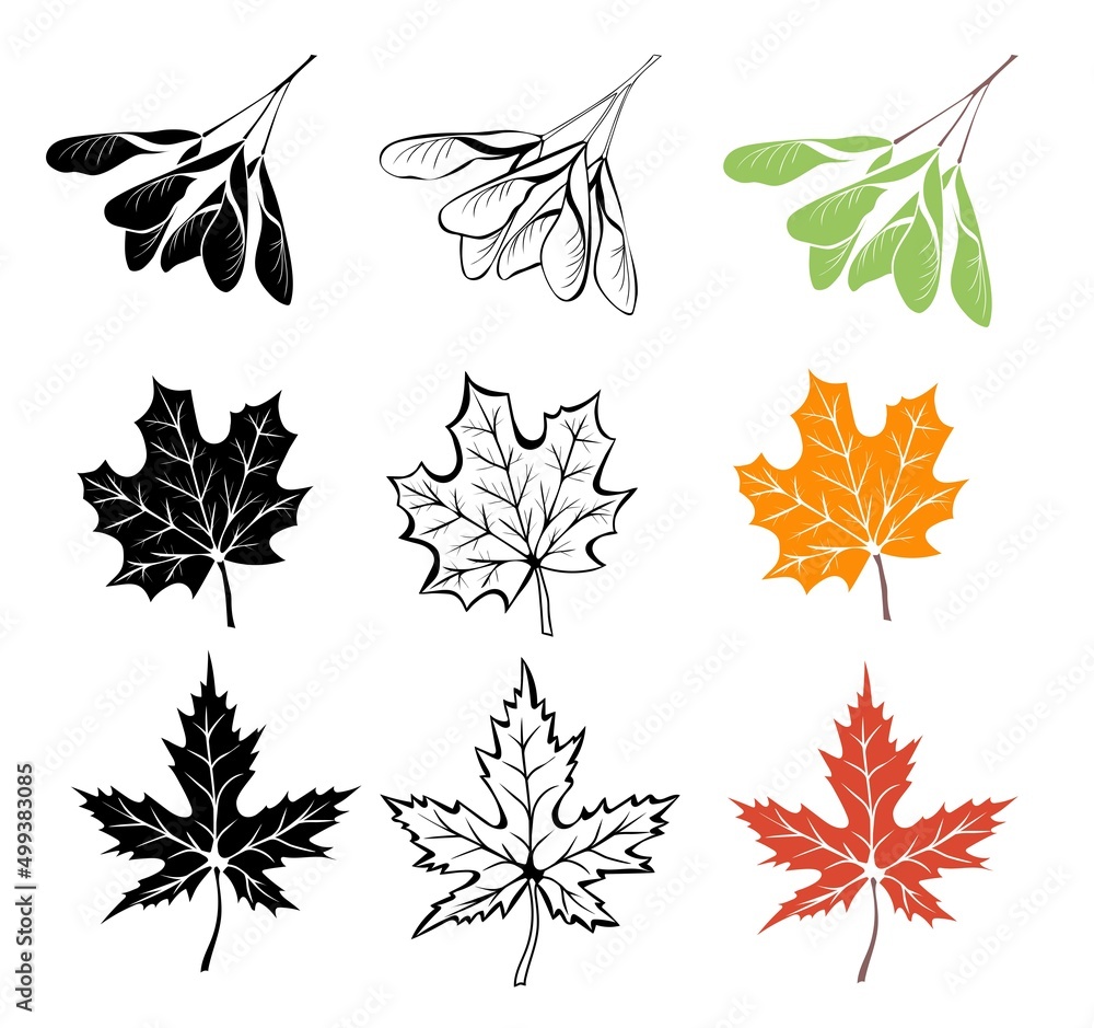 Wall mural maple leaves and seeds outline, in silhouette and colorful isolated on white background. maple autum