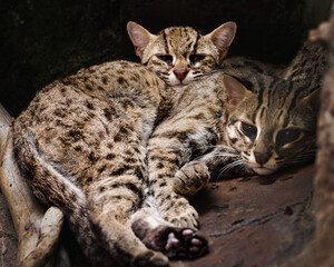 Naklejka na ściany i meble The leopard cat, Prionailurus bengalensis is a small wild cat native to South East Asia, include Indonesia.