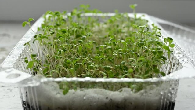 Growing fresh micro greens, raw sprouts in greenhouse home conditions. The concept of a healthy lifestyle and diet. Microgreen  sprouts, superfood, eco food. Macro shoot
