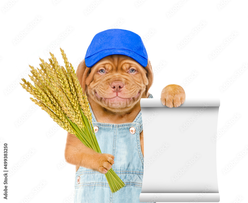 Poster Smiling puppy farmer holding a bunch of wheat and showing empty list. Isolated on white background
