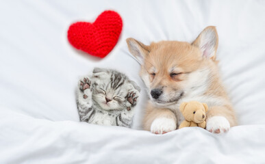 Sleepy cozy Pembroke Welsh corgi puppy hugs favorite toy bear near tiny kitten under white warm blanket on a bed at home. Top down view