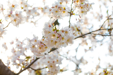 cherry blossoms on a sunny spring day