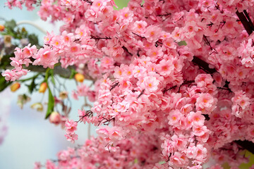 Cherry blossom. Bright pink sakura flowers.