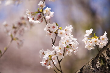 桜の見ごろ