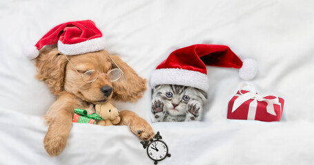 English Cocker spaniel puppy and tiny kitten wearing santa hat sleep together with gift box under white warm blanket on a bed at home. Top down view. Puppy hugs favorite toy bear
