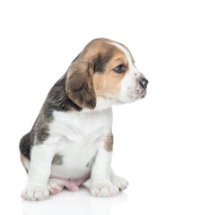 Young Beagle puppy sits in profile and looks away. isolated on white background