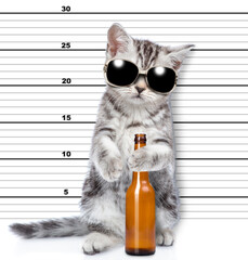 Fototapeta Bad cat wearing sunglasses holding bottle of wine is caught committing a crime obraz