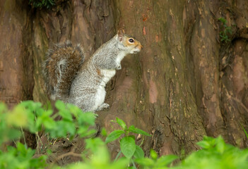Grey Squirrel, Scientific name: Sciurus Carolinensis.  Alarmed and alert squirrel, facing right and stood on hind legs beneath a large Yew Tree.  Copy Space.  Horizontal.