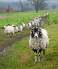 Selective focus of a defiant Swaledale ewe leading a large flock of sheep  behind her.  Facing forward.  Yorkshire Dales, UK. Portrait.  Space for copy.