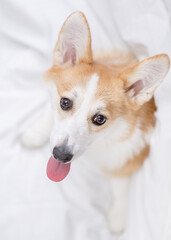 Happy Pembroke welsh corgi dog sits on a bed at home. Top down view