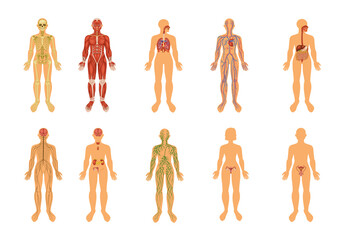 Human Body Organ Systems Colored Icon Set