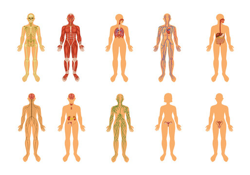 Human Body Organ Systems Colored Icon Set