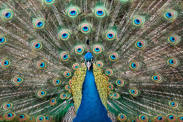 Obraz premium Peacock spreads colorful tail feathers