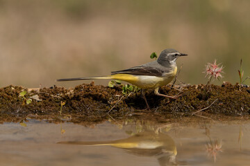 lavandera cascadeña (Motacilla cinerea)