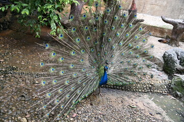 Obraz premium Photos of animals - peacock