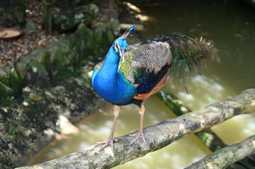 Fototapeta premium Photos of animals - peacock