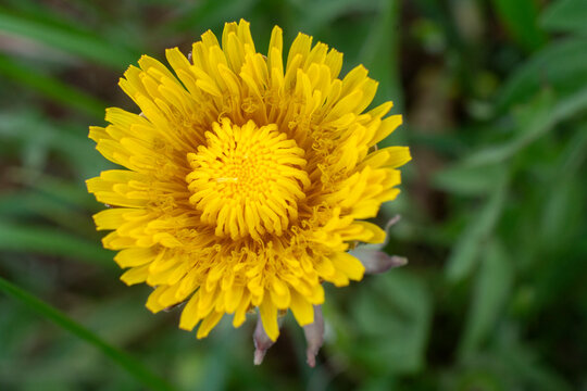 Yellow dandelion close up image