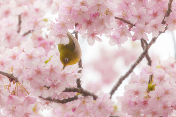 福岡【白野江植物公園の河津桜】