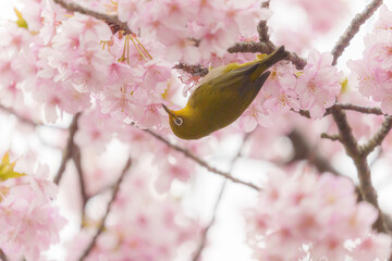 福岡【白野江植物公園の河津桜】