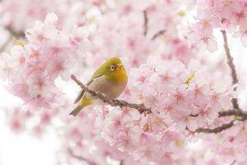 Fototapeta premium 福岡【白野江植物公園の河津桜】