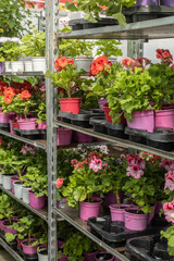 Fototapeta na wymiar Flower seedlings on the shelves in the greenhouse
