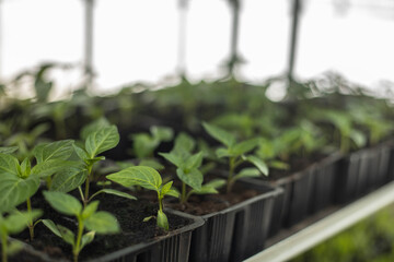 Seedlings close-up on the shelf