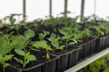 Green seedlings in black pots
