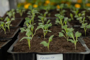 Cabbage seedlings on the background of green cabbage leaves. Seedlings are grown on shelves in greenhouses.