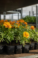 Seedlings of marigolds close-up.