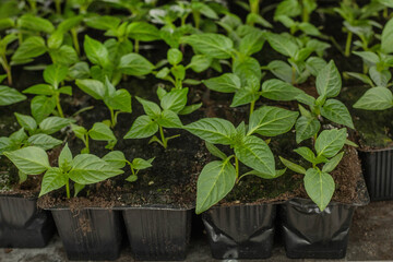 Pepper seedlings in the greenhouse on the shelves.