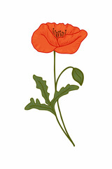 Red poppy, vector doodle illustration. Poppy branch. Clipart. Flowers are drawn by hand. Design for postcards, compositions and stickers.
