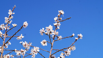 Almond blossoms. Almond tree. White flowers. Flower background with blue sky. Copy space for text. Close up.