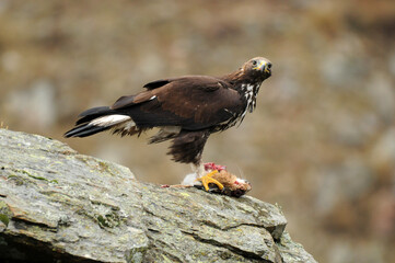 aguila real en la montaña