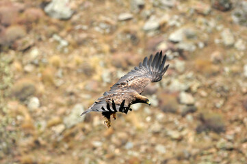 aguila real en la montaña